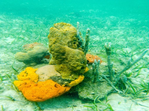 Grosse éponge et vivanaux BELIZE 4K - Seafootage